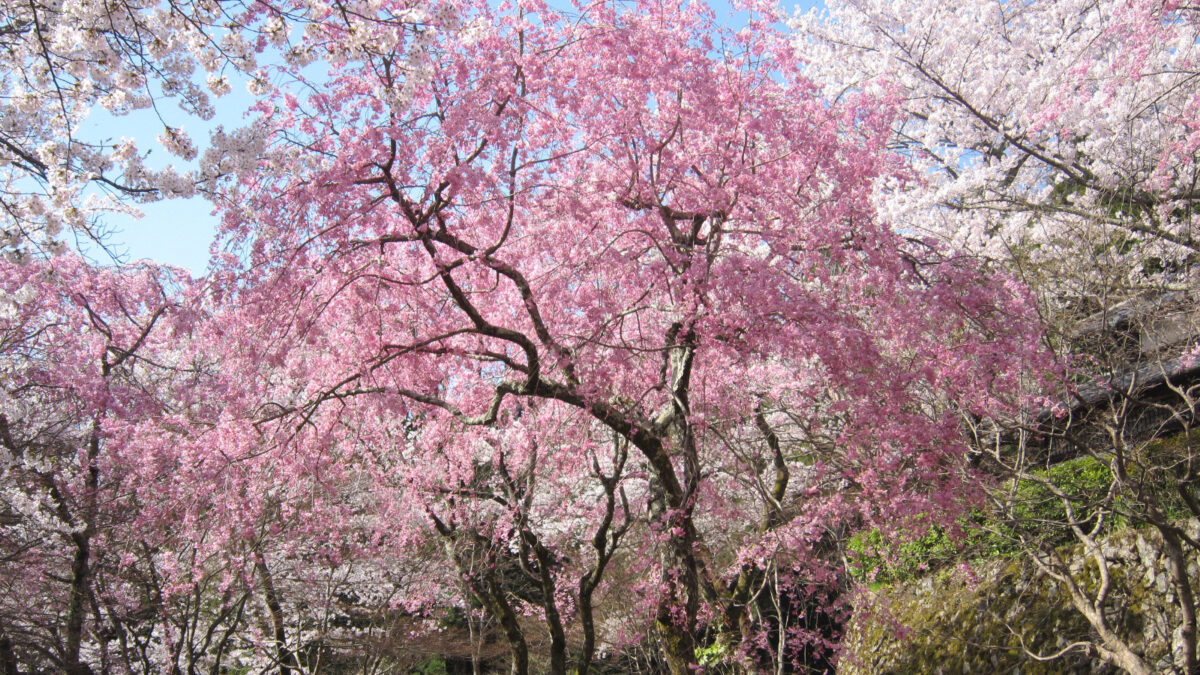 勝持寺(しょうじじ)